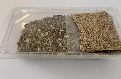 6 X Cat Grass Kit for Indoor Web box Grass Complete Easy Grow Plant Tote -120g - Picture 3 of 6