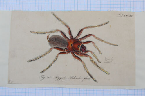 Impresiones antiguas coloreadas a mano de la década de 1840 arañas MYGALE-CL Koch-TARANTULA-Funnelwebs - Imagen 9 de 40