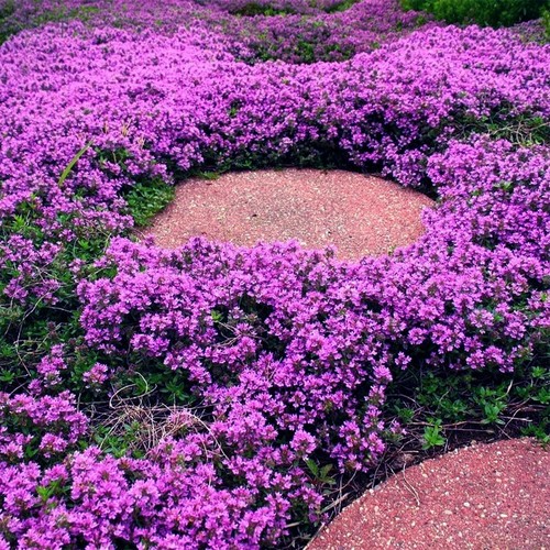 20000+ Magic Purple Creeping Thyme Seeds for Planting Ground Cover Brown - Picture 2 of 7