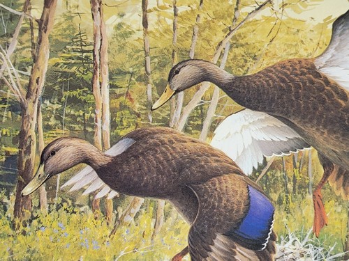 1988 Vermont Duck Stamp Print and Stamp Jim Killen Black Ducks Limited Ed Signed - Picture 3 of 9