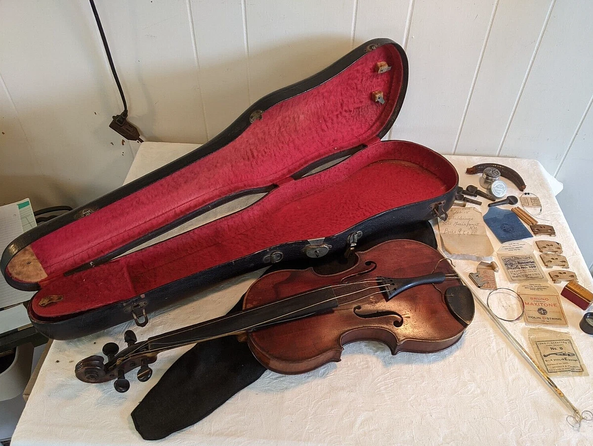 T-22 ターコイズシュリンプ　レッドファンシータイガー各10匹 T-22 ターコイズシュリンプ レッドファンシータイガー各10匹