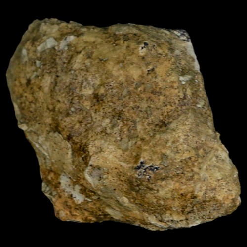2" Stegosaurus Fossil Bone Morrison Formation Wyoming Jurassic Age Dinosaur COA - Bild 8 von 9