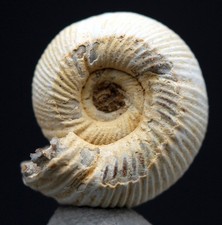 AMMONITE FOSSIL SPECIMEN Whole Fossilized Sea Life JURASSIC Natural MADAGASCAR