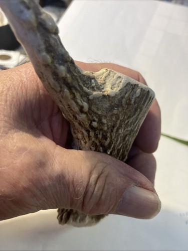 Deer Antler Pipe  - Picture 12 of 12