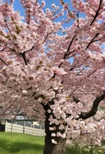 Digital Image pic photo picture art wallpaper aI generated 