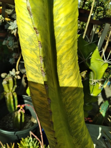 RARE Euphorbia 22" Ammak Variegated African Candelabra CUTTING - Picture 11 of 24