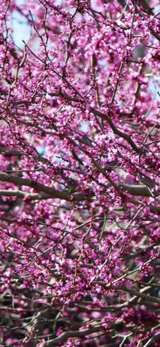 🌸🪴Judas Tree Seeds (Cercis siliquastrum) 20xKYLIELILY co. Eastern Redbud Seeds - Picture 2 of 5