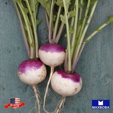 1000 Turnip Seeds Purple Top White Globe Non-GMO, Heirloom BOGO 50 OFF