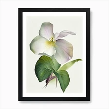 Trillium Wildflower Watercolour 2 A Framed Wall Art Poster Canvas Print Picture