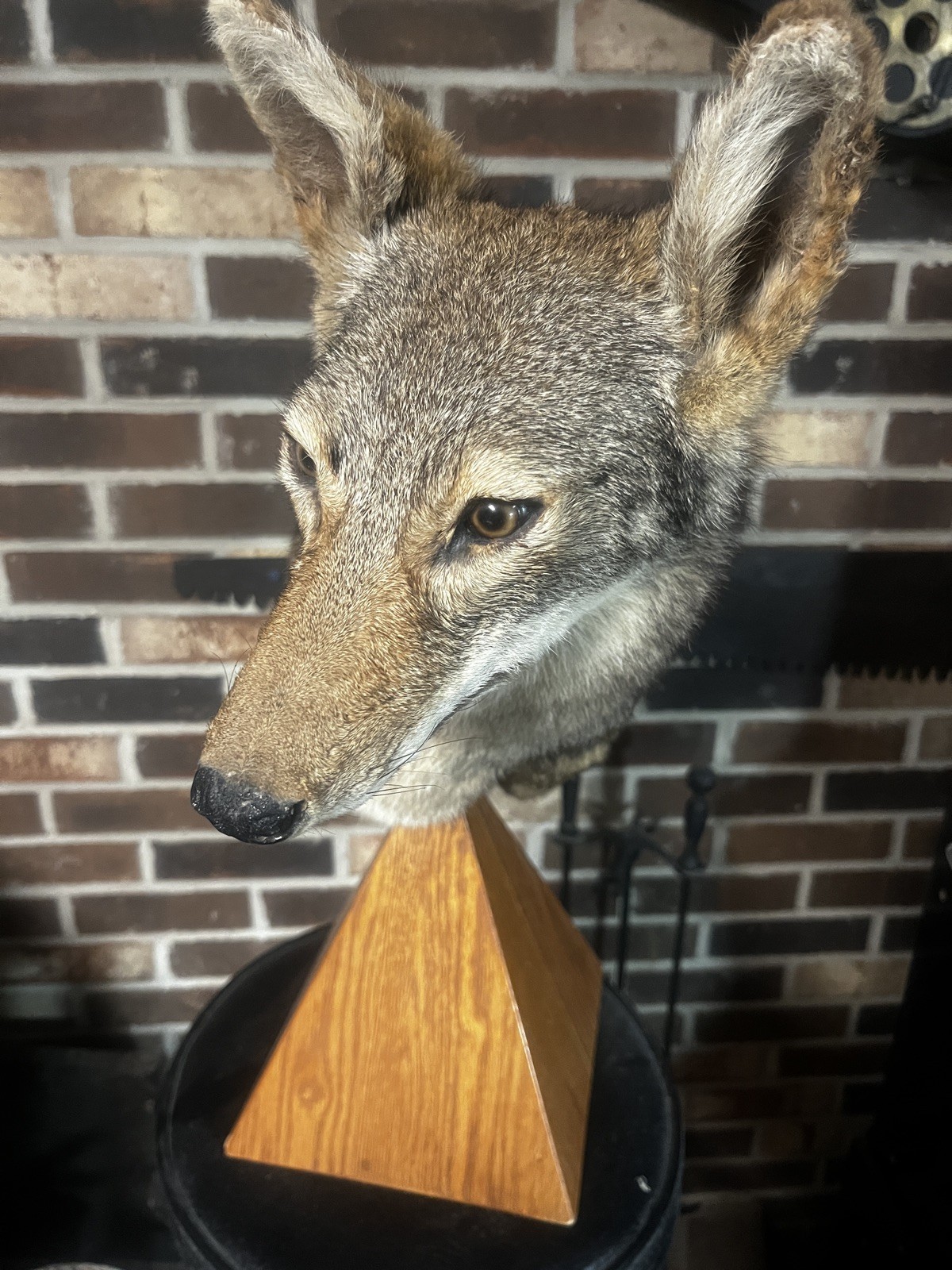 East Tennessee Coyote Taxidermy Shoulder Mount on Hardwood Base