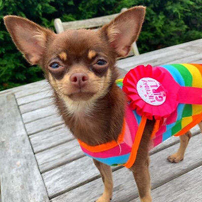 Chihuahua or Small Dog Rainbow Striped Pride Vest - Picture 2 of 26