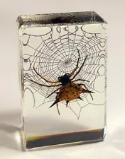44mm Real Spiny Spider on Web in Clear Lucite Resin Insect Scenery Diorama Decor