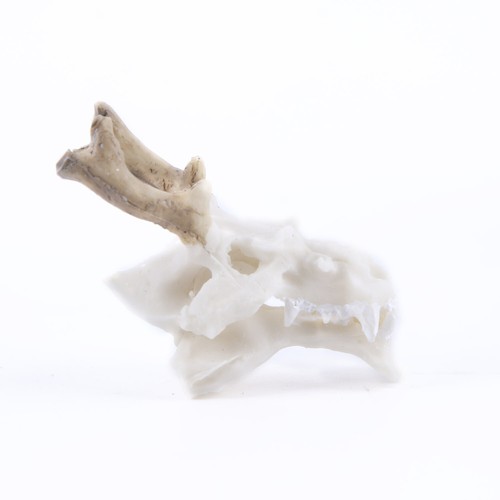 Dragon skull model Skeleton Fish tank reptile pet Landscaping Gypsum white - Picture 7 of 7