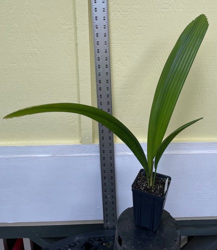 ~DIAMOND JOEY PALM~ Johannesteijsmannia altifrons King of PALMS Potd plant - Picture 5 of 10