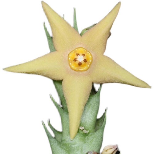 High 4-6cm Succulent plants Orbea aurantiaca Asclepiadaceae flowering Plant - Picture 6 of 6