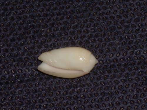 OLIVA CARNEOLA F. TRICHROMA FANTASTIC - Picture 2 of 2