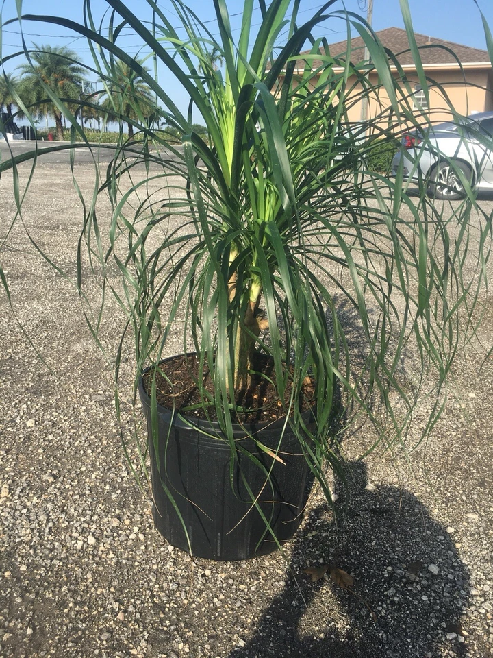 Ponytail Palm Beaucarnea Recurvata Elephants Foot In A 14”pot. Many Choices 3’+ - Image 2 of 4