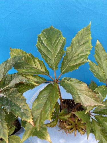 Begonia carolineifolia Species Palmate Leaves Red Stems Houseplant 4” Pot - Picture 8 of 14