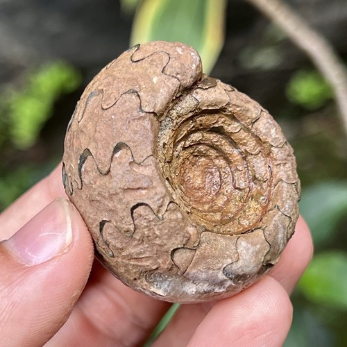 43GR AMAZING PERMIAN WHOLE FULL SUTURE AMMONITE FOSSIL CALCITE MOLLUSCA TIMOR - Picture 6 of 13