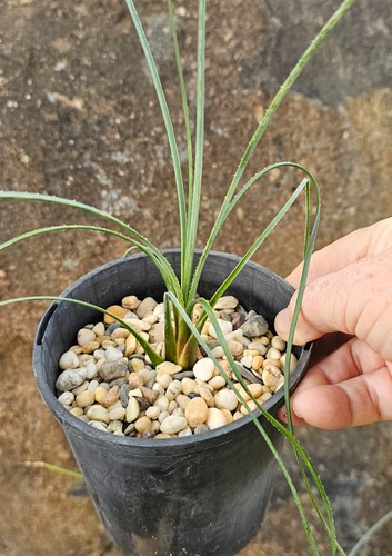 DASYLIRION GLAUCOPHYLLUM - Blue leaf Hildago Sotol established seedling (25319) - Picture 6 of 9