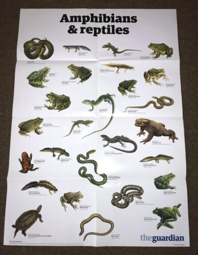 2 poster da parete guardiano animali domestici / anfibi e rettili A1 83,5 x 59,5 cm EX! - Foto 3 di 3