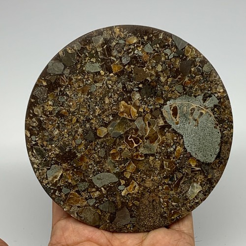 206g, 4.4"x0.4", Ammonite coaster fossils made round disc @Madagascad, B15993 - Picture 4 of 10