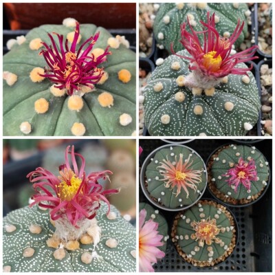 Astrophytum asterias 'Shinshowa' F2   10seeds  harvest 2025