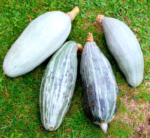 Guatemalan Blue Banana Squash Seeds | Gray Pumpkin Hubbard Roaster Seed 2025 - Picture 3 of 12