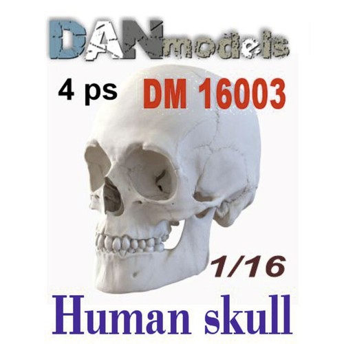 Cráneo Humano - Kit Modelo Escala Dan Models DM 16003 Escala 1:16  - Imagen 1 de 6