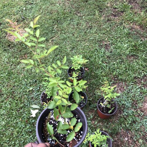 Peggy Martin 3-4ft 1 Gallon & Growing (Hurricane Katrina®️ose) Live Rose‼️ - Picture 5 of 15