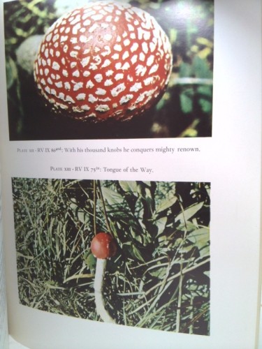 Soma Divine Mushroom of Immortality by Wasson, R. Gordon - Picture 4 of 6