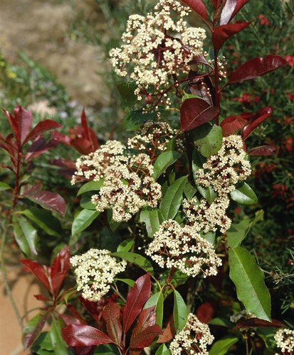 Photinia fraseri 'Red Robin', Glanzmispel, rot, 80–100 cm - Bild 9 von 14