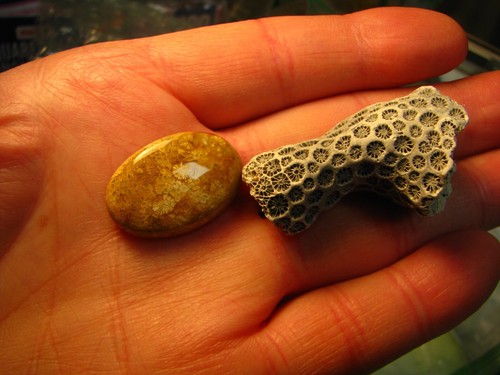 6 FOSSILS 2.9in MEGALODON TOOTH 1.6in OTODUS OBLIQUUS PETOSKEY STONE 3+CORAL#142 - Picture 14 of 14