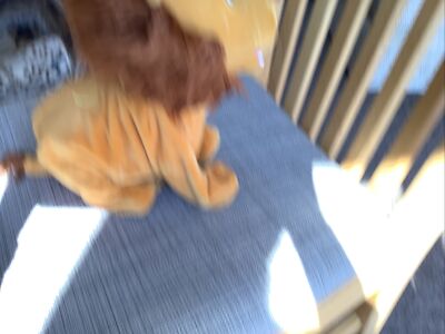 Club petz cheap lion