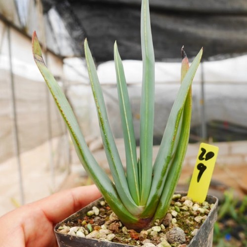 8CM Succulent Aloe Plant Aloe Kumara Plicatilis Liliaceae Home Garden Beautiful - Bild 17 von 19