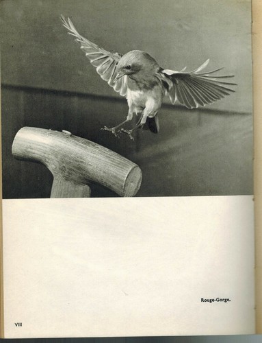 1959-L.Binet-Ce monde passionnant des oiseaux-Ed.Productions de paris - Imagen 5 de 7