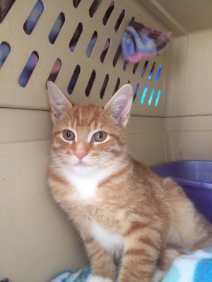 Spay Neuter Tnr Cat Rescue Trap Neuter Spca Stray Cat Cat Tnr Near