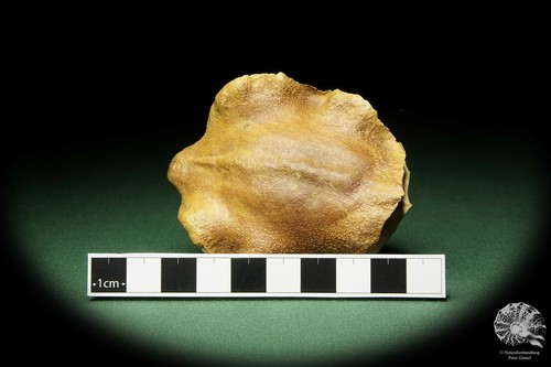 Jacaranda mimosifolia Weltweit (Tropen, Subtropen) Trompetenbaum rezent speciem - Bild 5 von 5