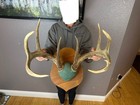 Real Whitetail Deer Antlers Set Wild Idaho 4x5 Horns Skull Plaque Mount