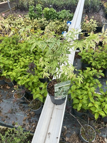 Acer Palmatum Ukigumo Japanese Floating Cloud Maple - Hardy Tree 3Lt Pot Large - Picture 9 of 19