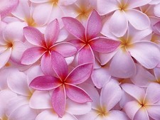 2 HAWAIIAN PINK PLUMERIA FRANGIPANI PLANT CUTTING - FRAGRANT EASY TO GROW