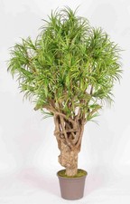 artplants Deko Dracaena Reflexa Jamaica KAREG...