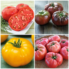 Heirloom Brandywine Tomato Seed Combo 200 Seeds Total Pink Black Yellow & Red