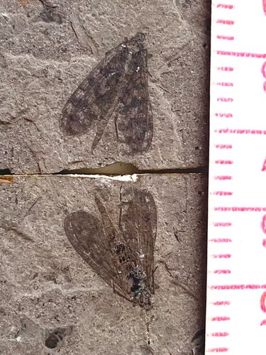 A pair of exquisite insect fossils from the Jurassic Daohugou period！！！