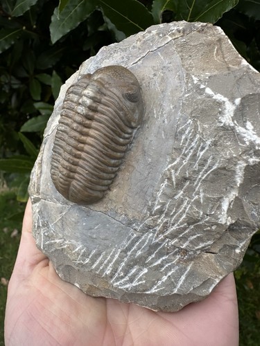 Phacops Trilobite From New Site Near Hamar Lghdad, Morocco Devonian Period - Picture 15 of 24