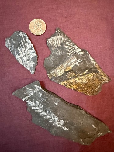 Lot of 3 Carboniferous FERN FOSSILS from St. Clair PA ESTATE SALE FIND FREE SHIP