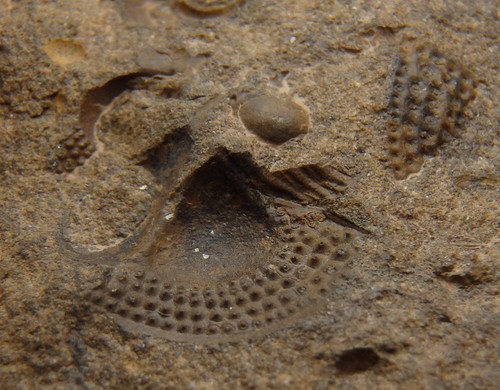 Ordovician TRILOBITE Onnia sp. --- Morocco Anti-Atlas Erfoud /pf893 - Picture 9 of 9