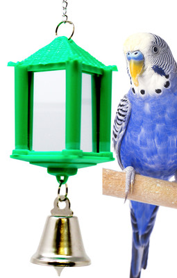 budgie mirror