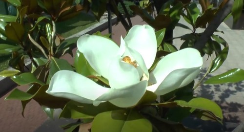 Magnolia Grandiflora 10 Seeds, Cold Hardy Fragrant Southern Bull Bay Tree - Picture 1 of 6