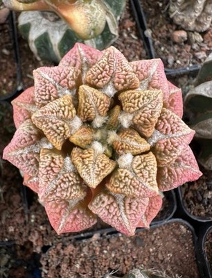 1pc 6.2cm Sale  A. Fis Hybird ''Godzilla''  WYSIWYG FeatureGrafted Variegated